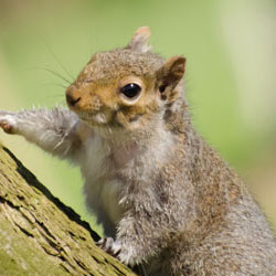 small squirrel 