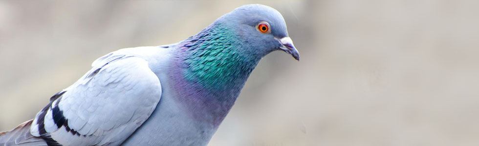 pigeon