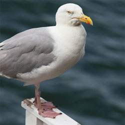 smallgull