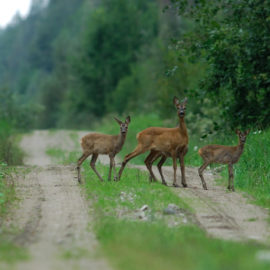 Roe - capreolus capreolus