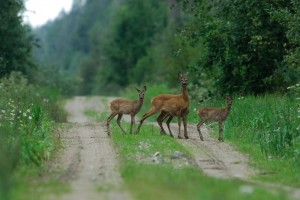 Roe - capreolus capreolus