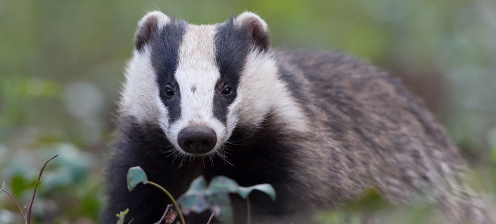 Badger Control & Prevention - MBC Bird & Pest Control Dorset