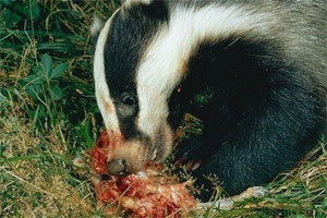 badgercontrolbournemouth2