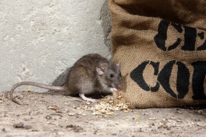 ratcontroldorset
