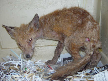 Fox with Sarcoptic Mange