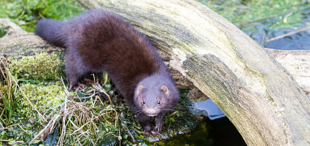 Mink