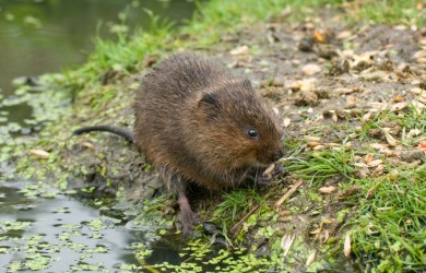 jan 06, 2014 0 comment the water vole is not a rat although some