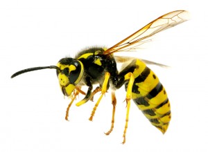 waspcontrol